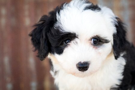 Animal cute cute animal
