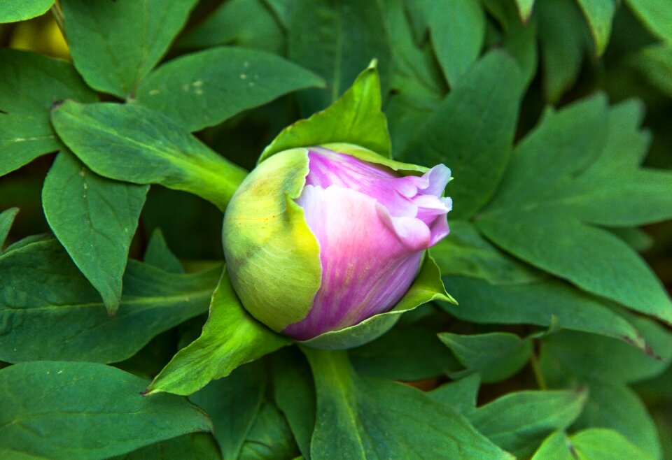 Flowers garden plant