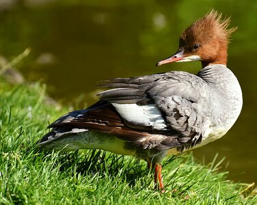 Duck males drake