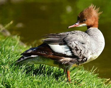 Duck males drake photo