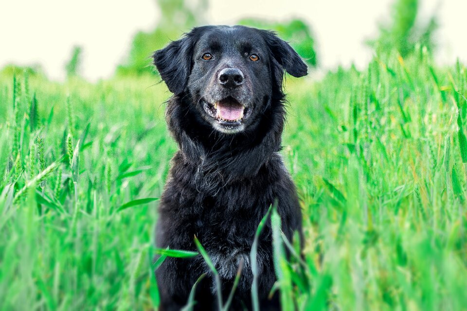 Big dog pet animal portrait