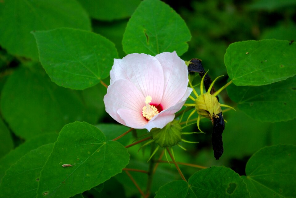 Hibiscus bona dea trails photo