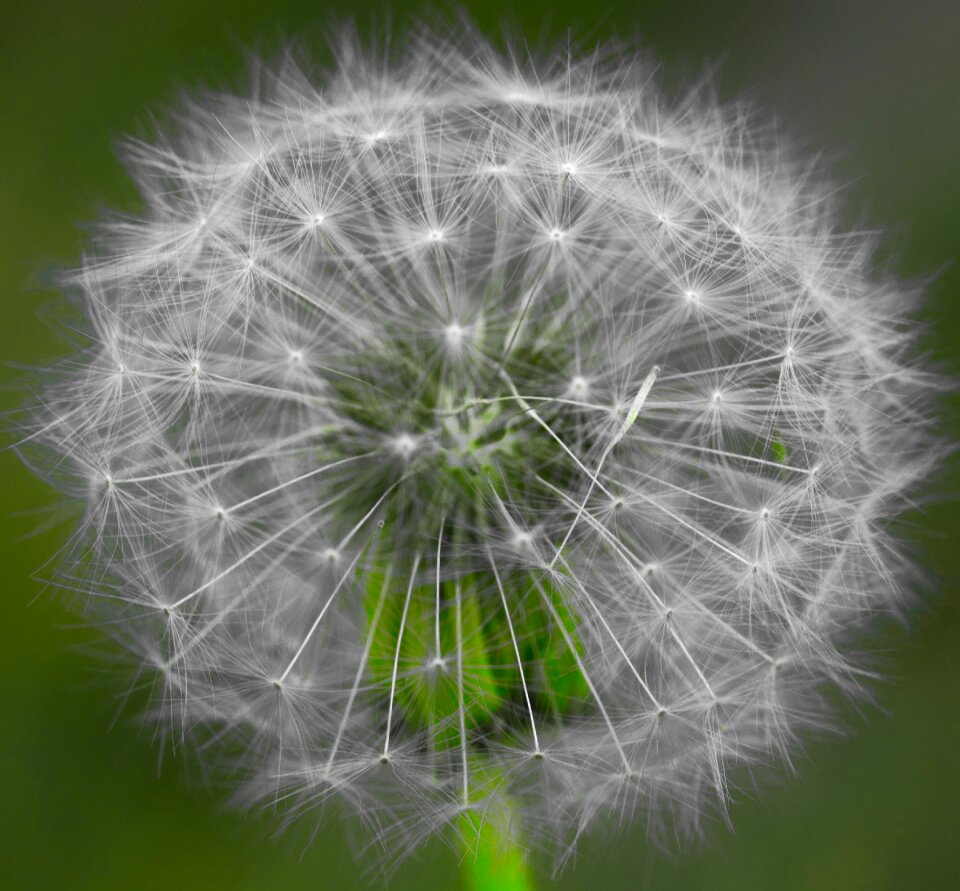 Seeds macro pointed flower