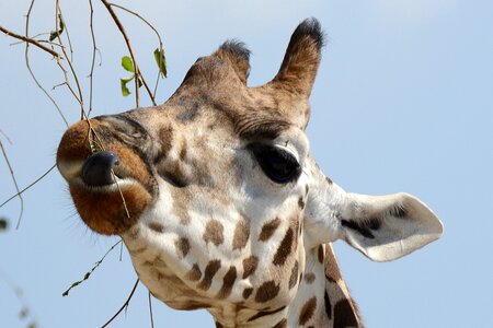 Mammal head animal world