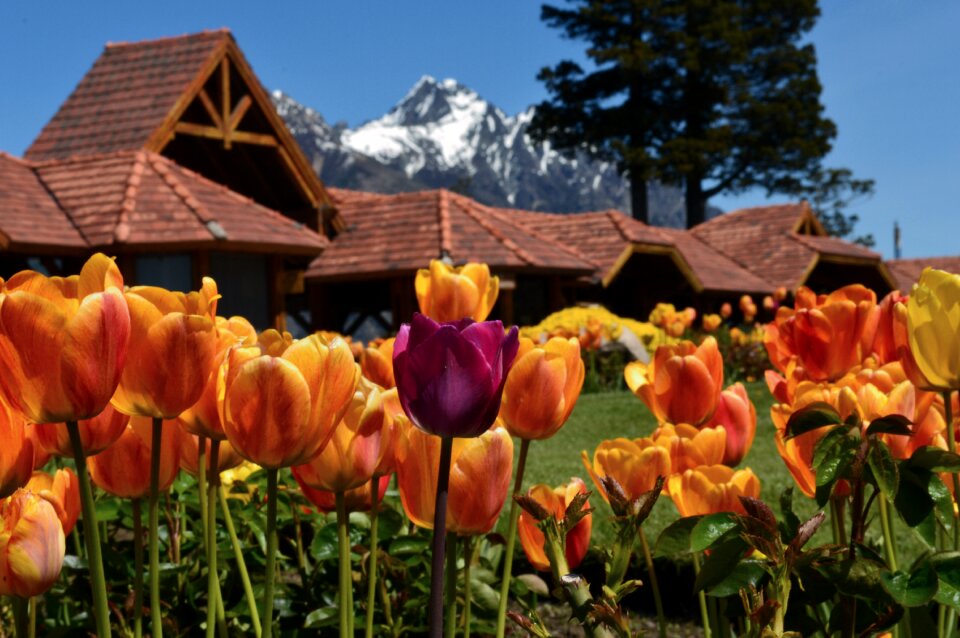 Tulip tulips flowers