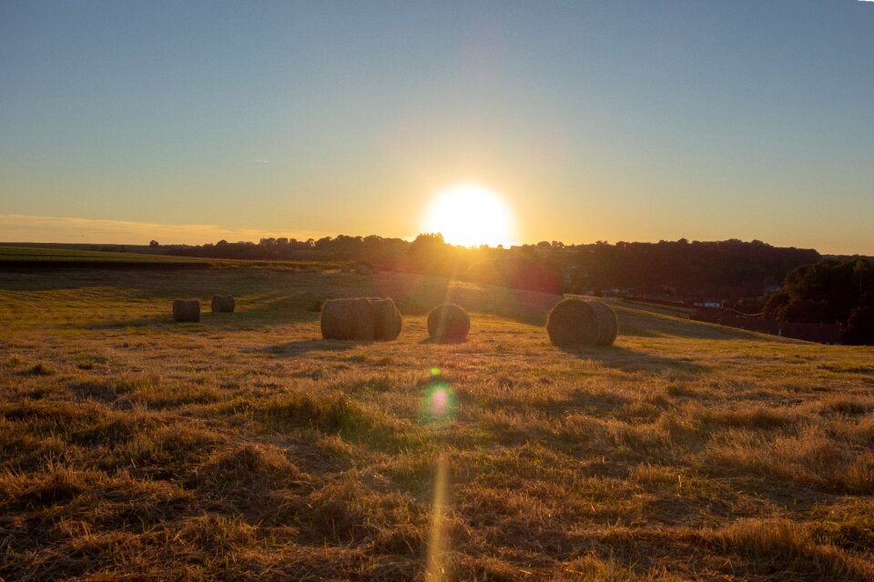 Nature and wildlife twilight straw