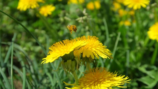 Bee spring dandelions