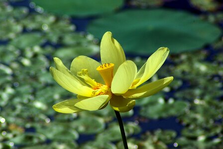 Pond bloom nature photo