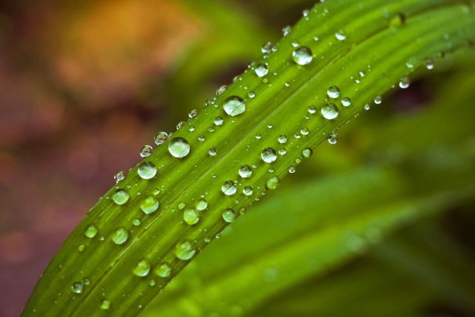 Green leaf green plant