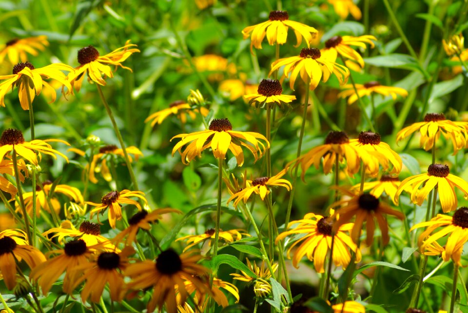 Susan summer yellow