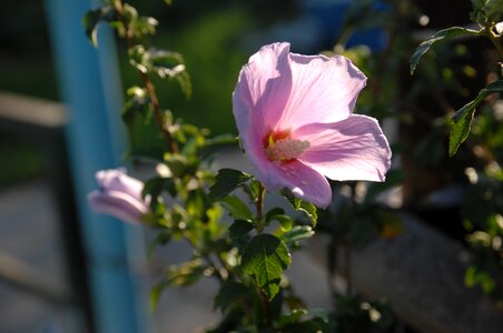 Rose of sharon backlight flowers photo