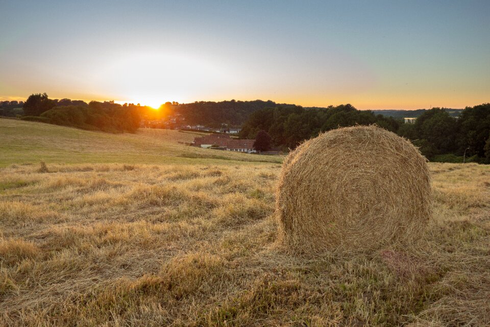 Nature and wildlife twilight straw