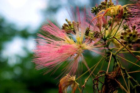 Tree bloom plant