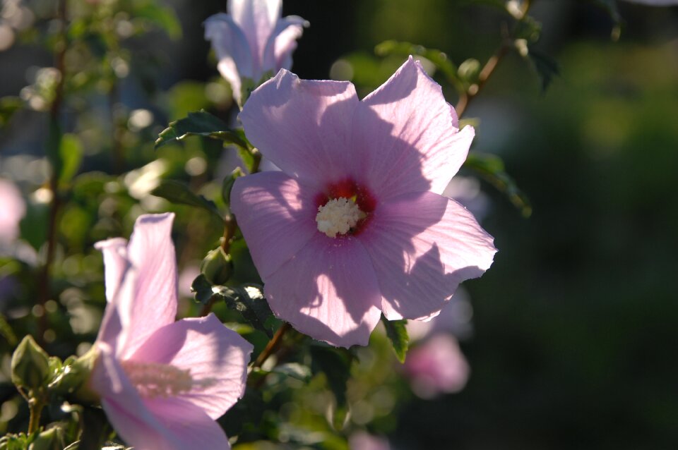 Flowers morning nature