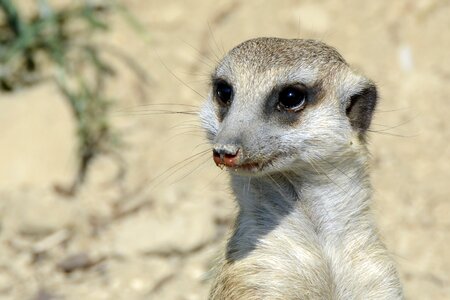 Fur sweet mammal
