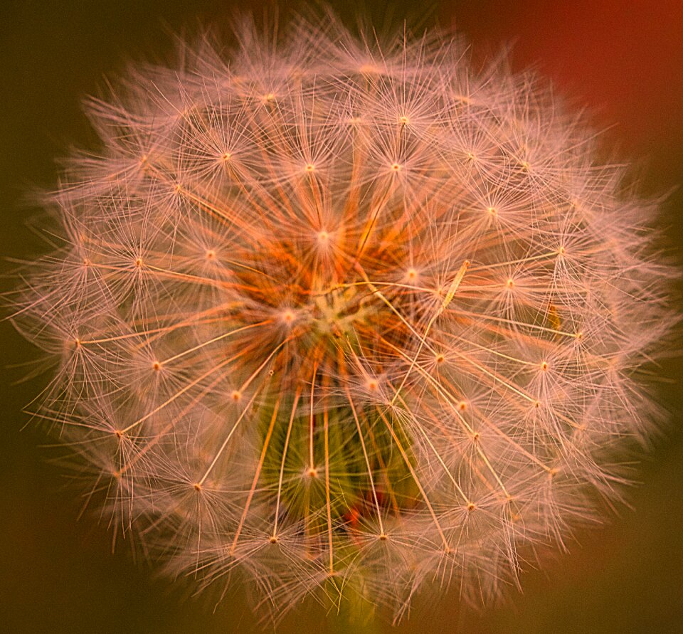Seeds pointed flower macro