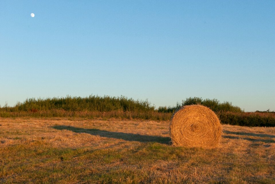 Nature and wildlife twilight straw