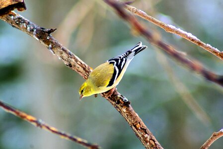 Feathers yellow plumage photo