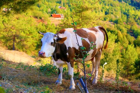 Mammal pets grassland