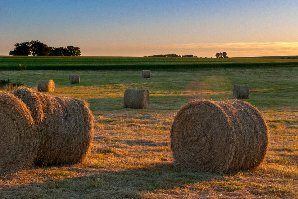 Nature and wildlife twilight straw