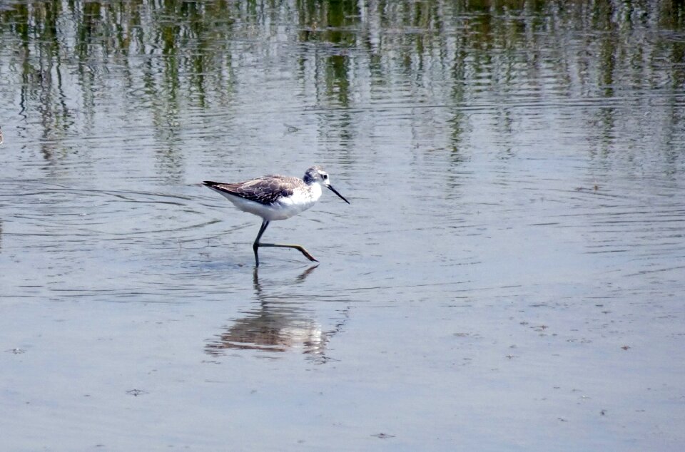 Wader fauna wildlife