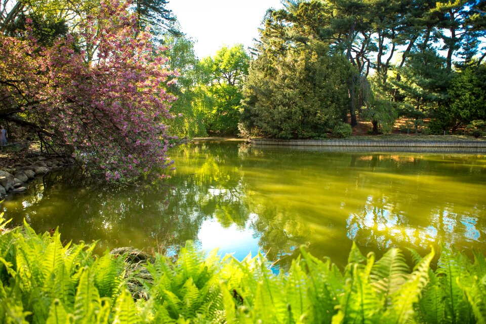 Garden nature summer