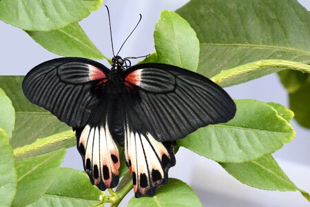 Animal black white