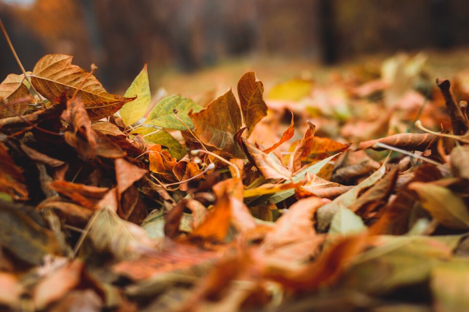 Autumn leaves autumn leaf golden autumn photo