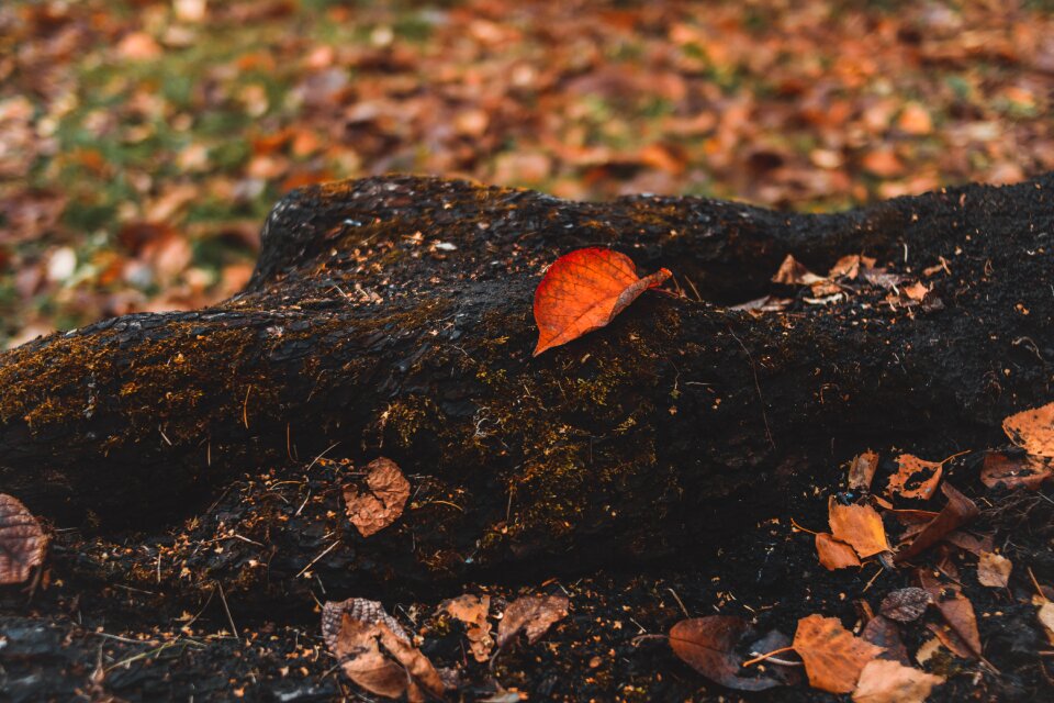 Leaves trees nature