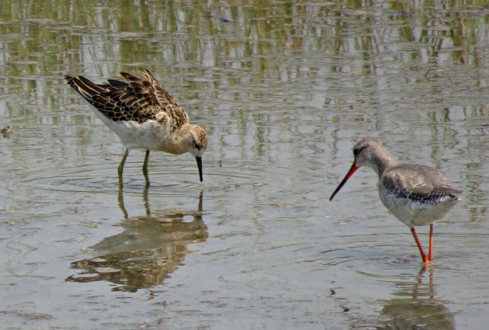 Medium-sized wading bird gregarious