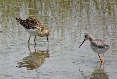 Medium-sized wading bird gregarious