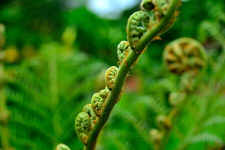 Bracken field paraguay