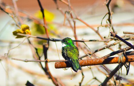 Beija flor birds nature