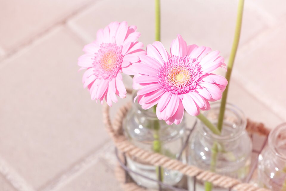 Flowers pink flowers two photo