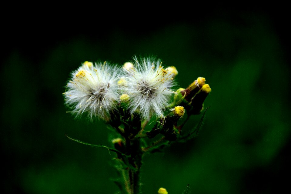 Nature macro grass