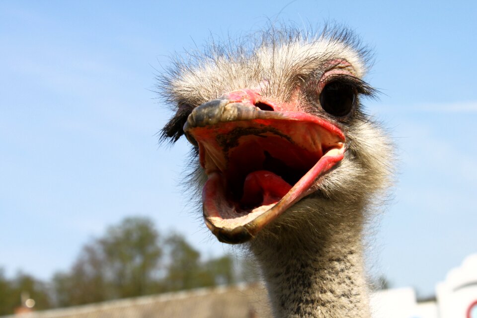 Birds ostrich czerwonoskóry the head of the