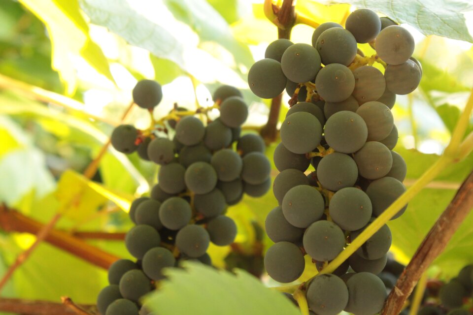 Sunny grapes vineyard
