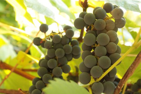 Sunny grapes vineyard