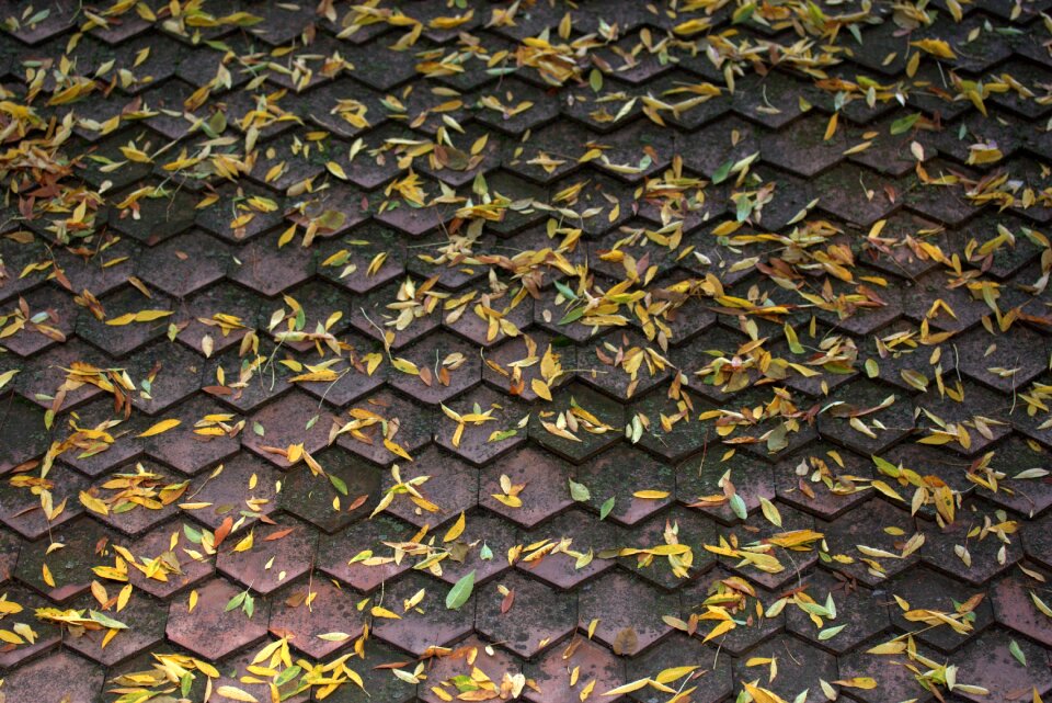 Yellow autumn building