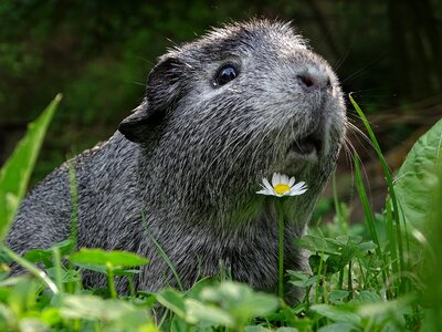 Guinea pigs agouti animal photo