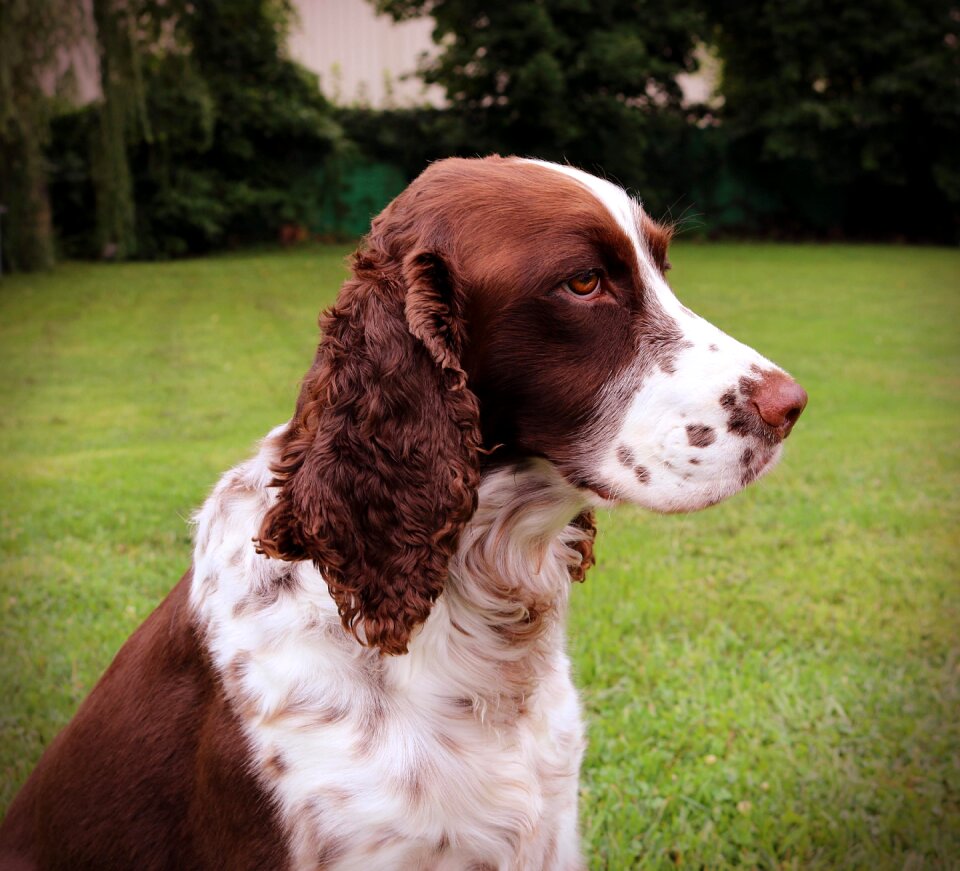 Springer puppy canine
