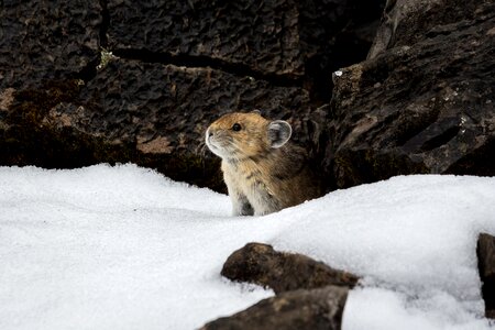 Nature cold mammal photo