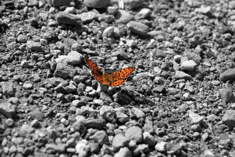 Stones nature gray butterfly