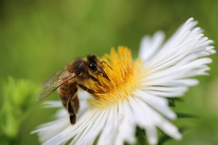Macro honeybee flower photo