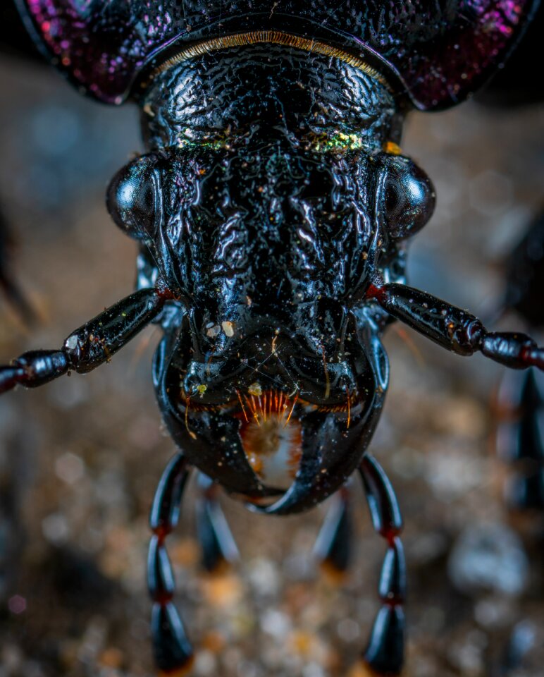 Macro insect bespozvonochnoe