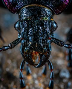 Macro insect bespozvonochnoe