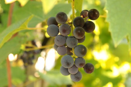 Fruit blue vines