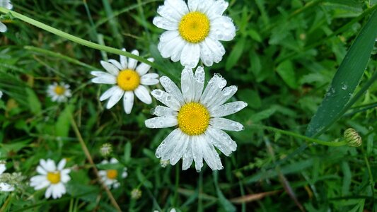 Flowers of the field three after the rain photo