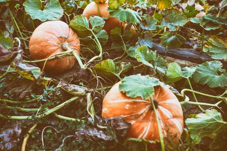 Helloween vegetables harvest