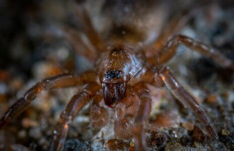 Spider arachnids macro